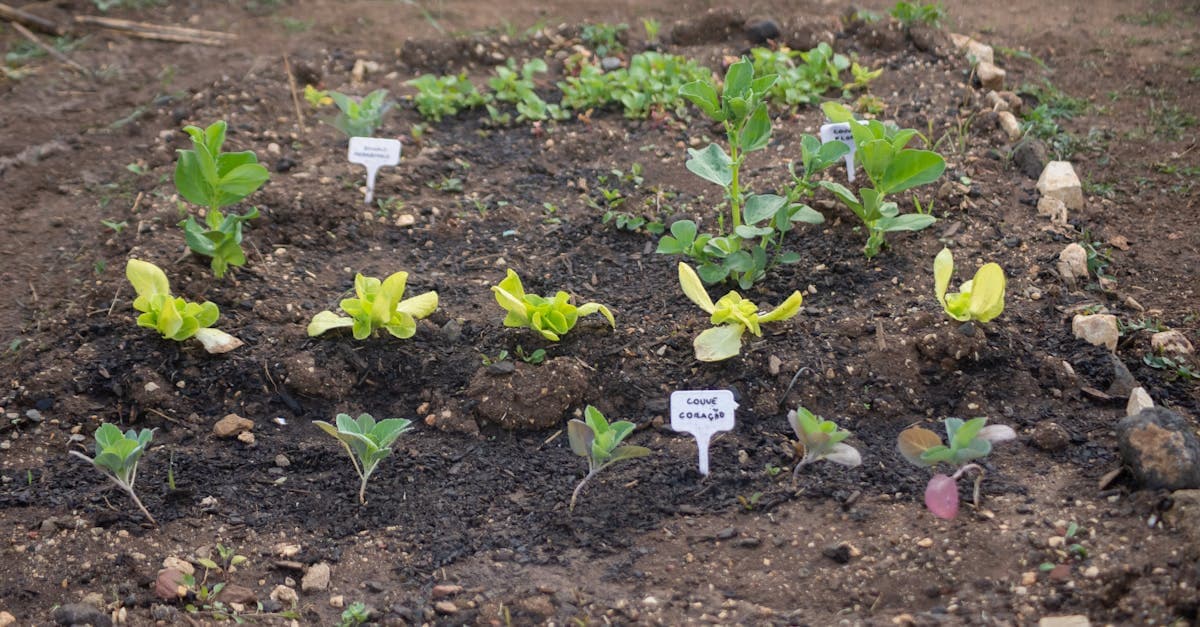 Cover Image for Empower Your Lifestyle: Exploring Innovative Homesteading Programs for All