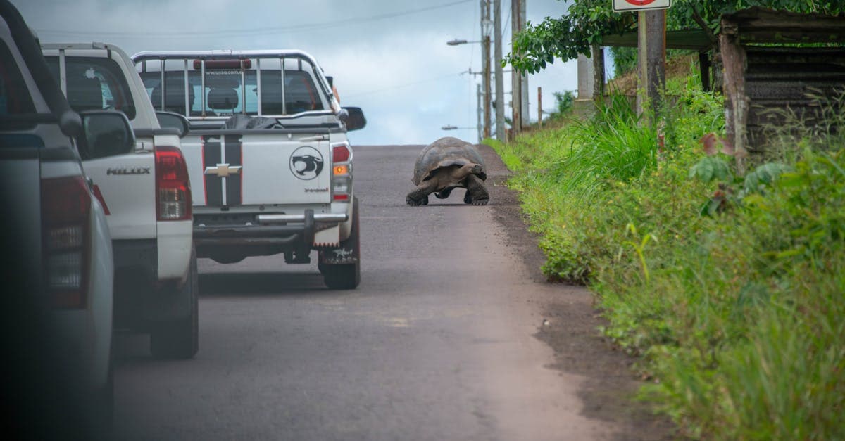 Cover Image for Top Pickup Trucks of 2023: A Comprehensive Guide to Performance and Utility